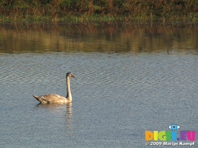 SX09813 Young Mute Swan (Cygnus olor) in Ogmore River